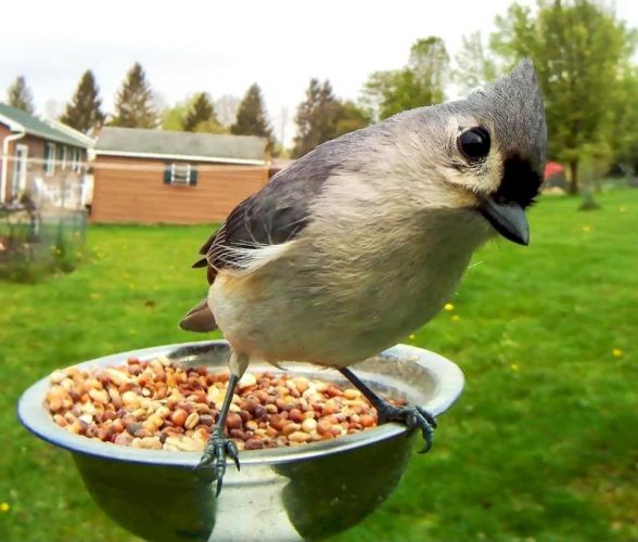 Pa. game commission removing bird feeders as disease spreads